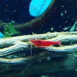 Red Cherry Shrimp