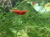 Red Cherry Shrimp