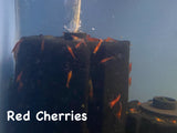 Red Cherry Shrimp