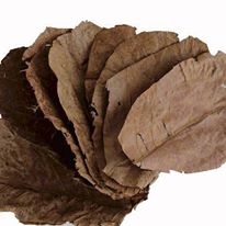 Indian Almond Leaves (30 Pack)