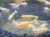 Glass Shrimp Feeding Dish (10cm)
